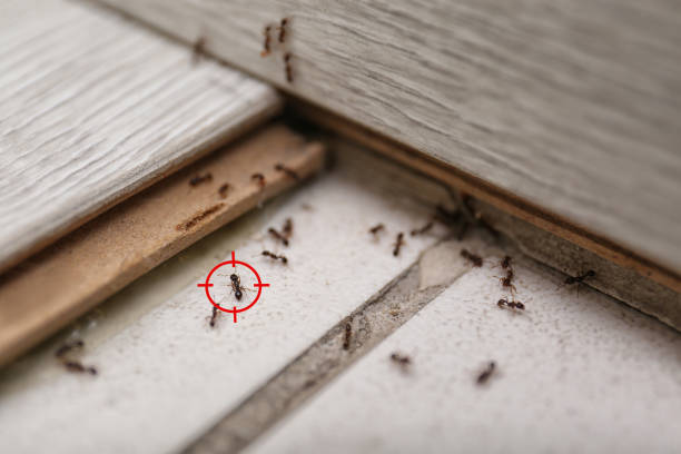 Professional Pest Control in Brooklyn, IA