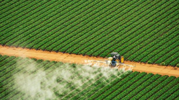 Best Termite Control Services  in Brooklyn, IA
