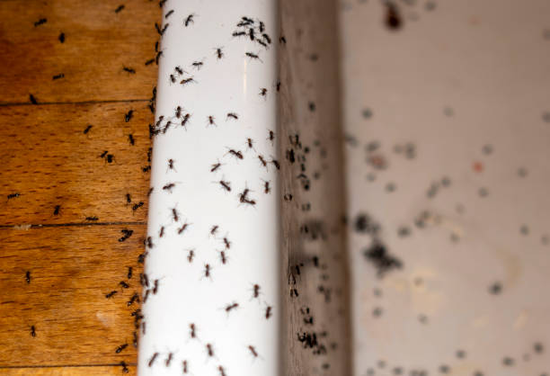 Best Spider Control Near Me  in Brooklyn, IA